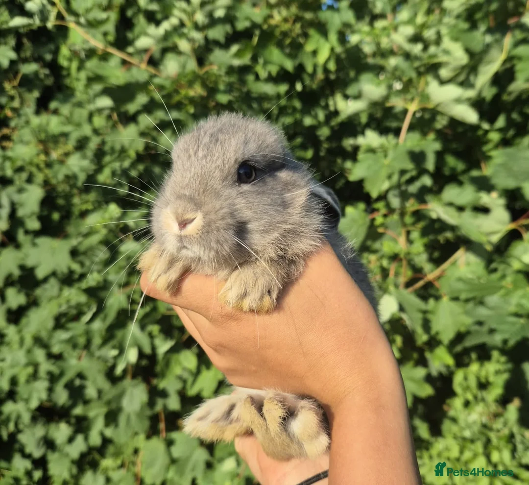 Mixed Breed rabbits for sale: 3 lionhead x lops baby bunnies  in Shrewsbury - Advert 2