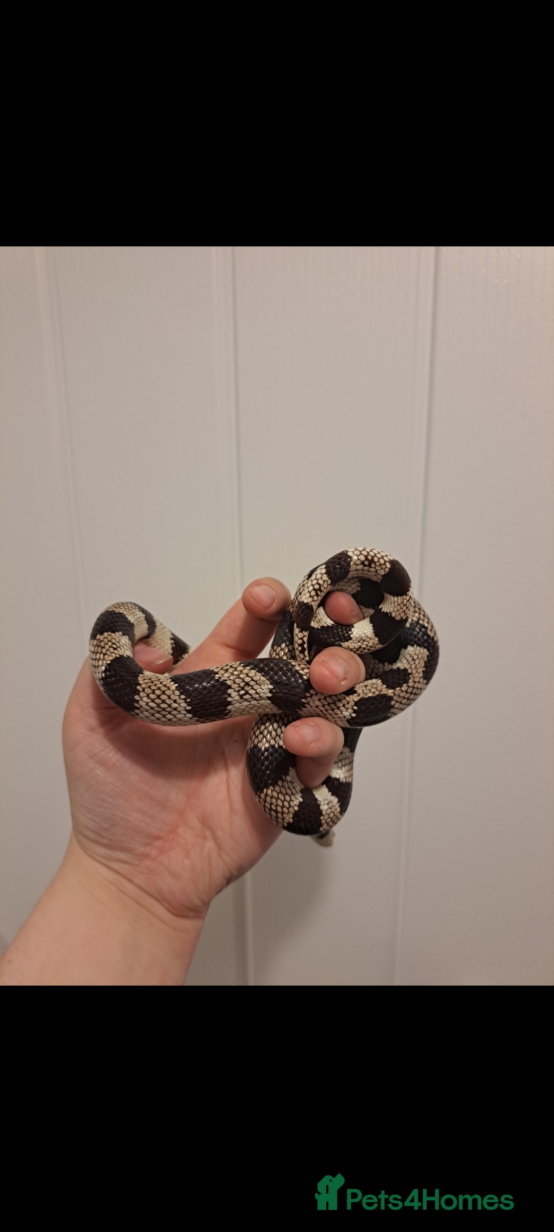King Snake reptiles for sale: Male california king snake - Image 2