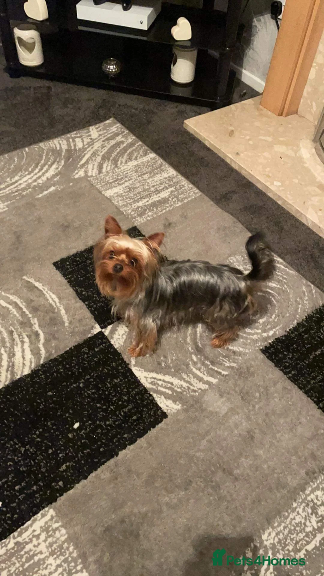 Yorkshire Terrier dogs for stud: Miniature Yorkshire terrier for stud in Bradford - Advert 3