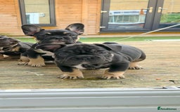 French Bulldog dogs for sale: French bulldog puppys - Advert 14