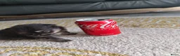 Pomeranian dogs for sale: Miss Helen  in Nottingham - Advert 8