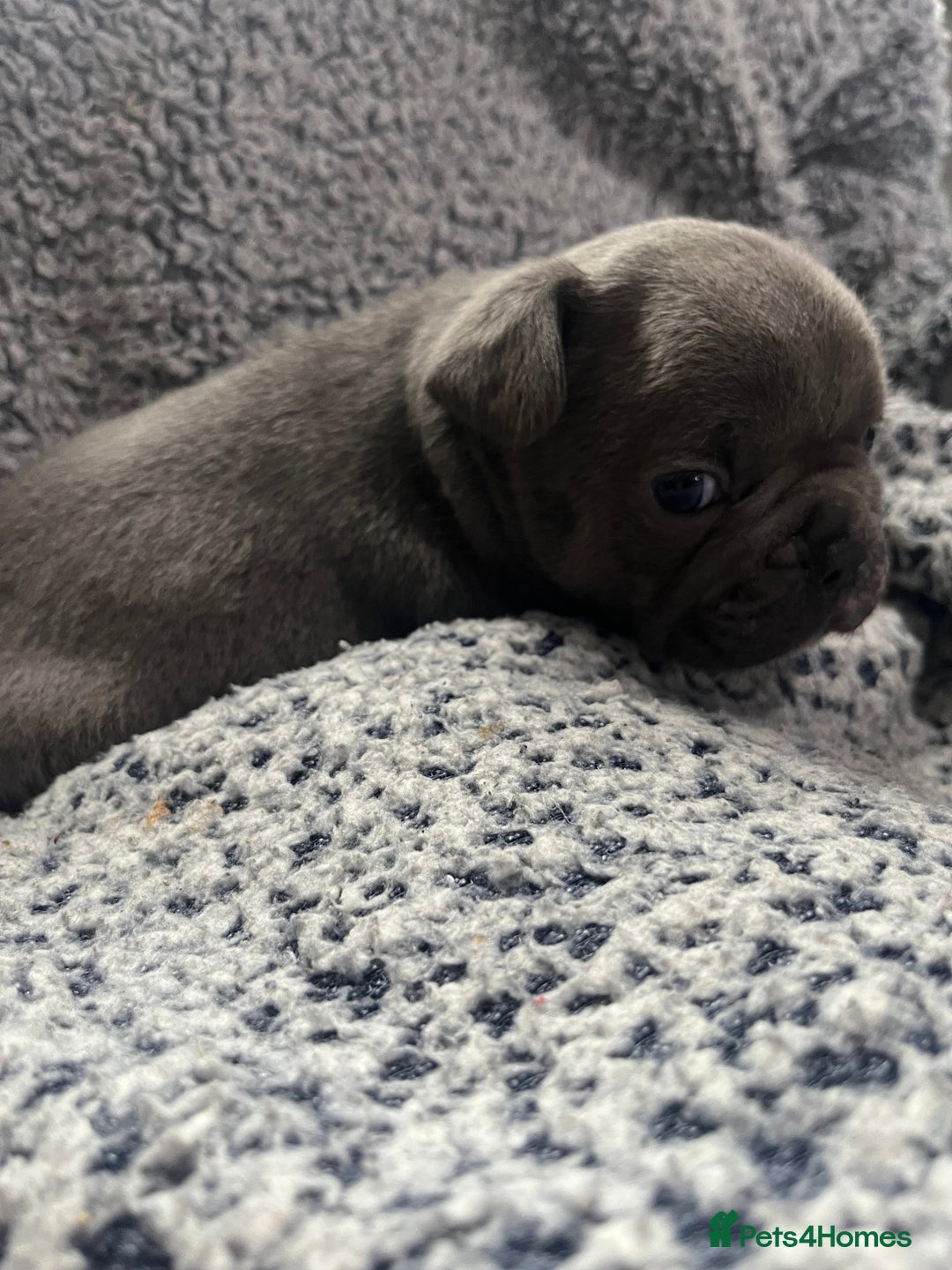 French Bulldog dogs for sale: Lilac carrying fluffy  - Advert 6