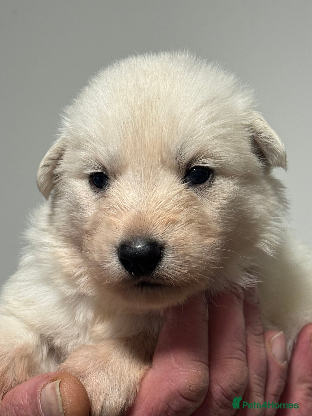 White Swiss Shepherd dogs for sale: WSS One boy and one girl available  - Advert 18