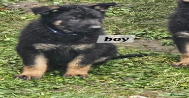 German Shepherd dogs Working line germanshepherds  - Advert 7