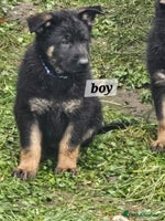 German Shepherd dogs Working line germanshepherds - Advert 2