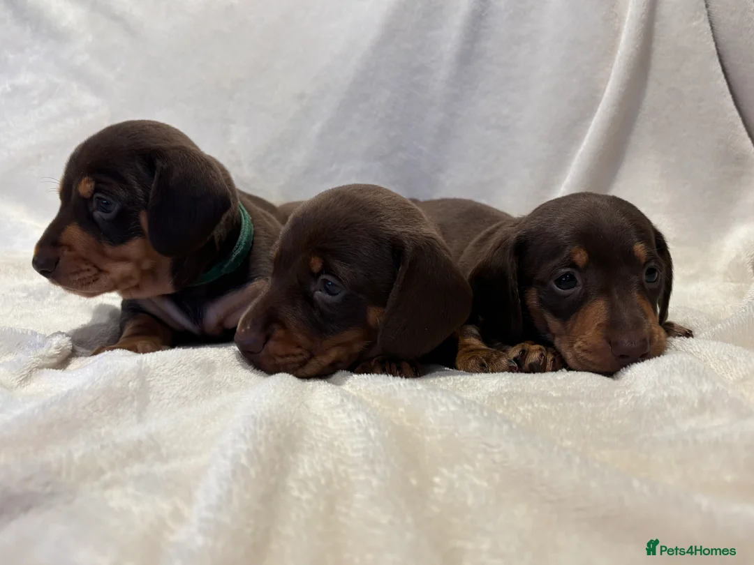 Miniature Dachshund dogs for sale: Pedigree Chocolate & Tan Miniature Dachshunds - Advert 2