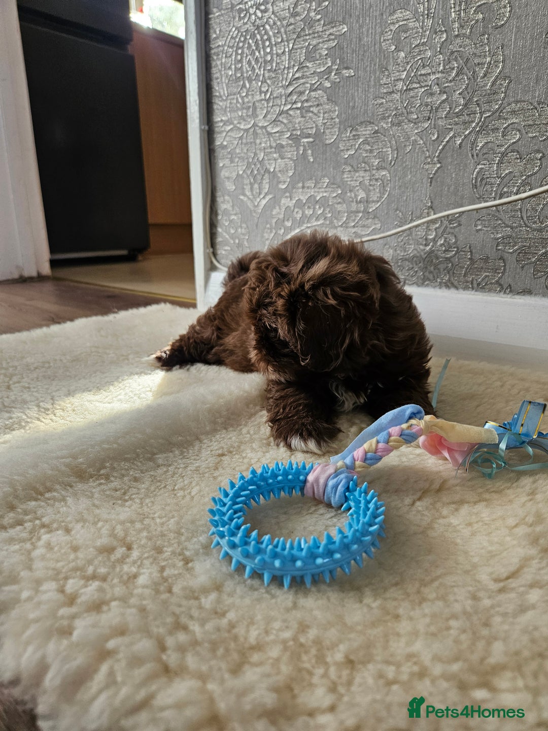 Shih Tzu dogs for sale: SHIH tzu puppies 🐶 outstanding - Image 17