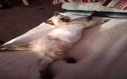 Ragdoll cats for sale: Ragdoll - Image 2