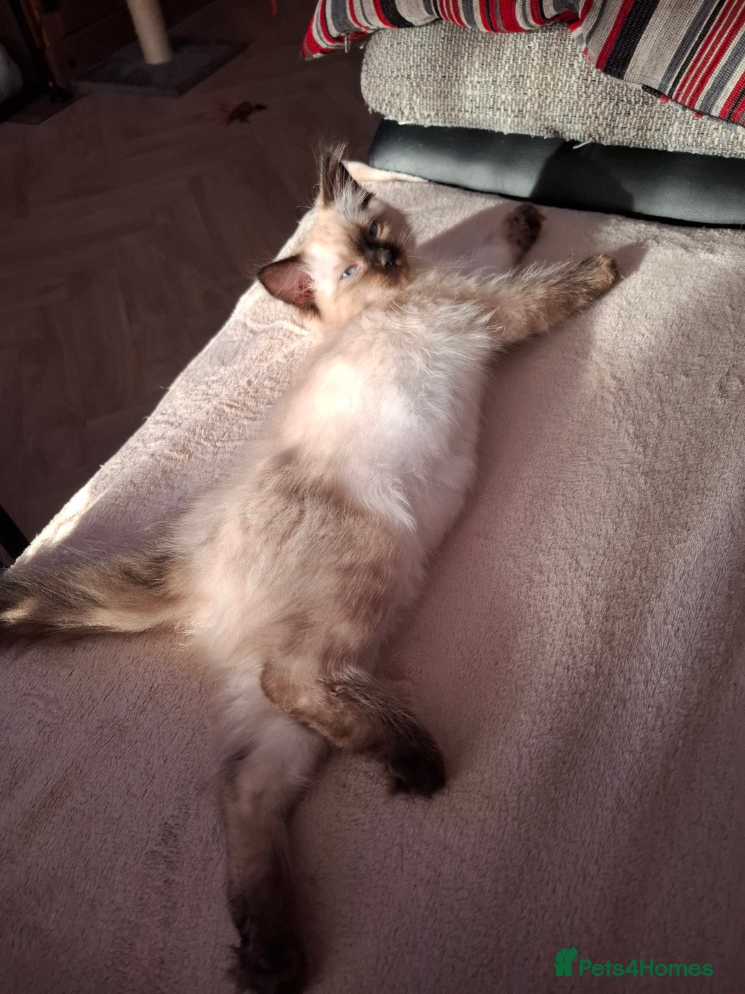 Ragdoll cats for sale: Ragdoll - Image 2