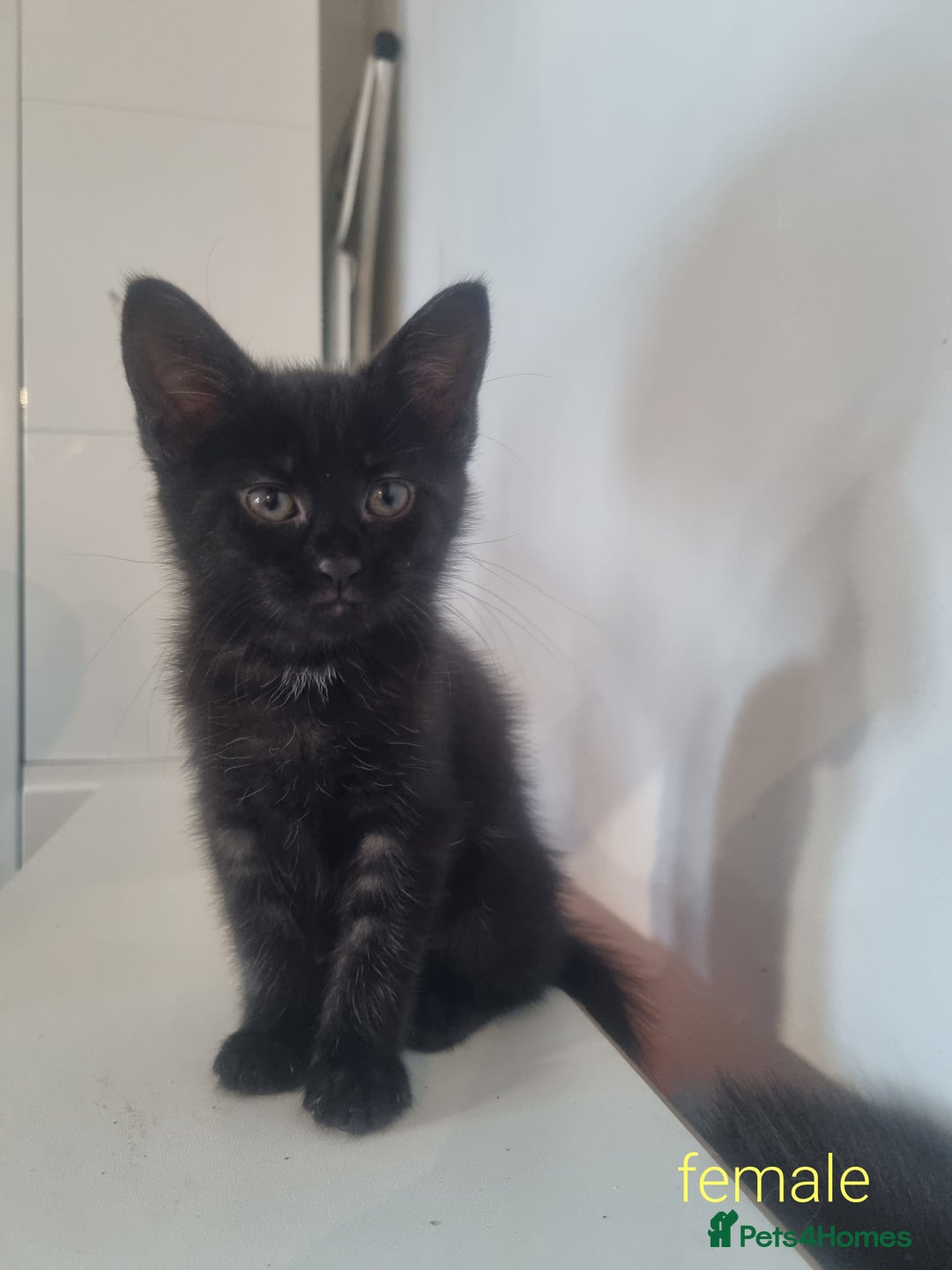 Maine Coon cats for sale: 4 adorable 😍 Mainecoon girls - Advert 7