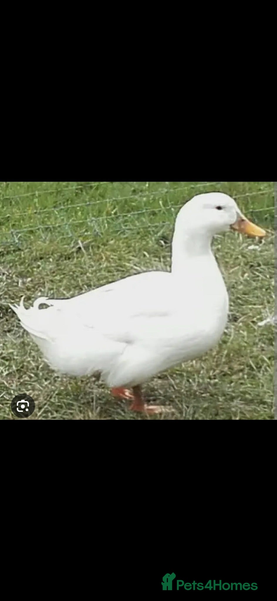 Ducks poultry Very friendly incubator hatched cherry apple yard  - Advert 1