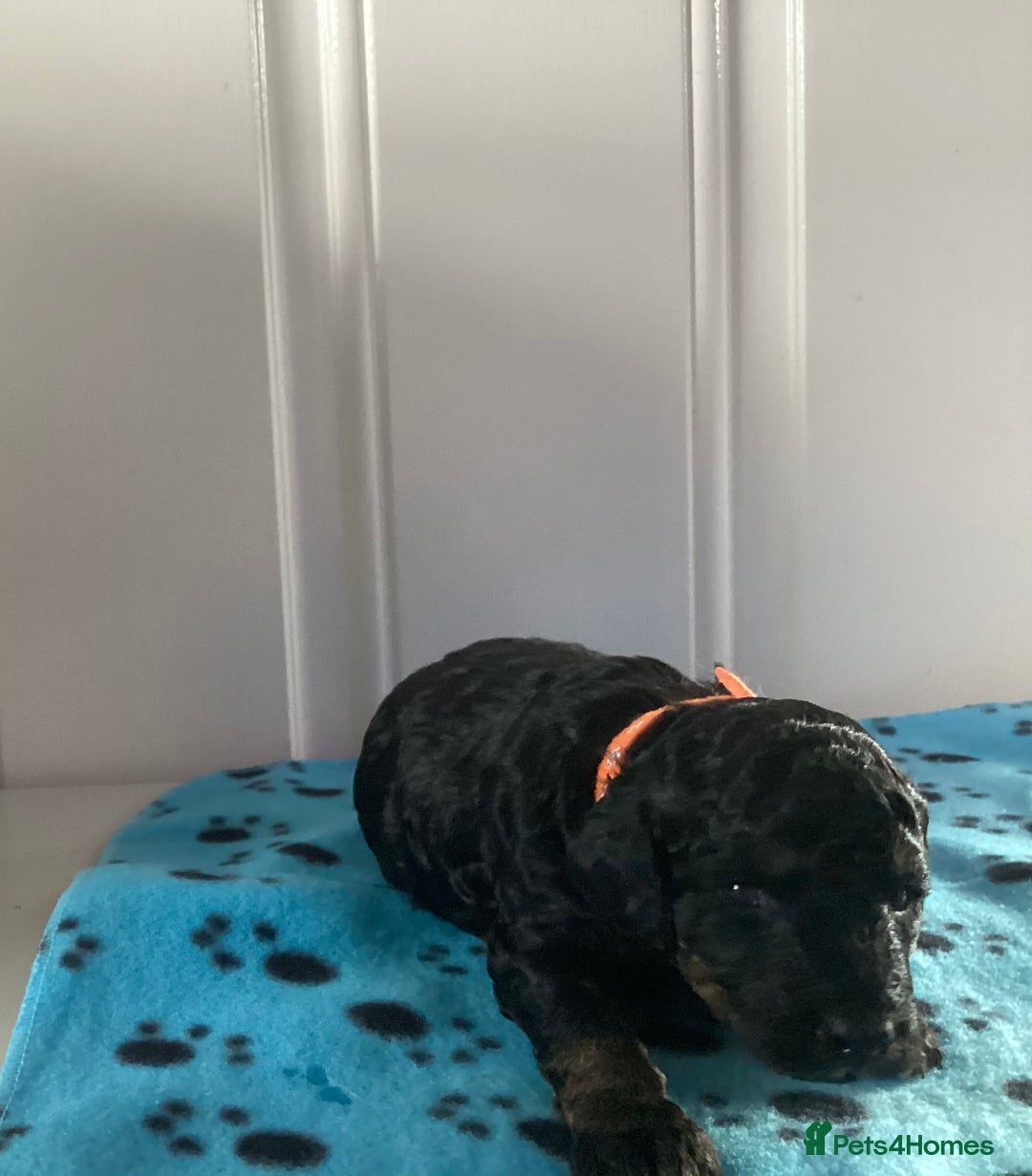 Cockapoo dogs for sale: 5 cockapoo puppies - Image 7