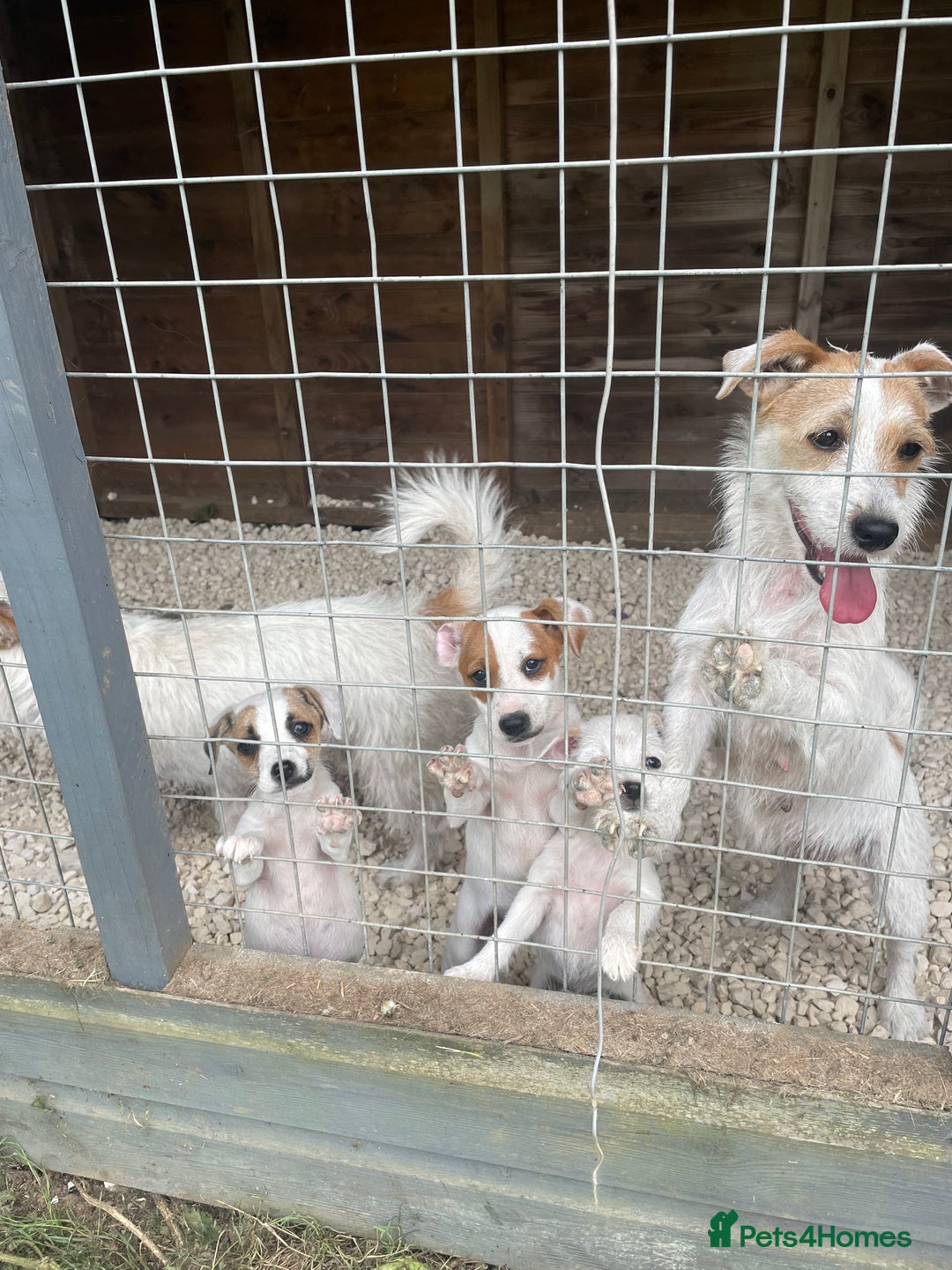 Jack Russell dogs for sale: 7 stunning jack russells for sale - Image 9