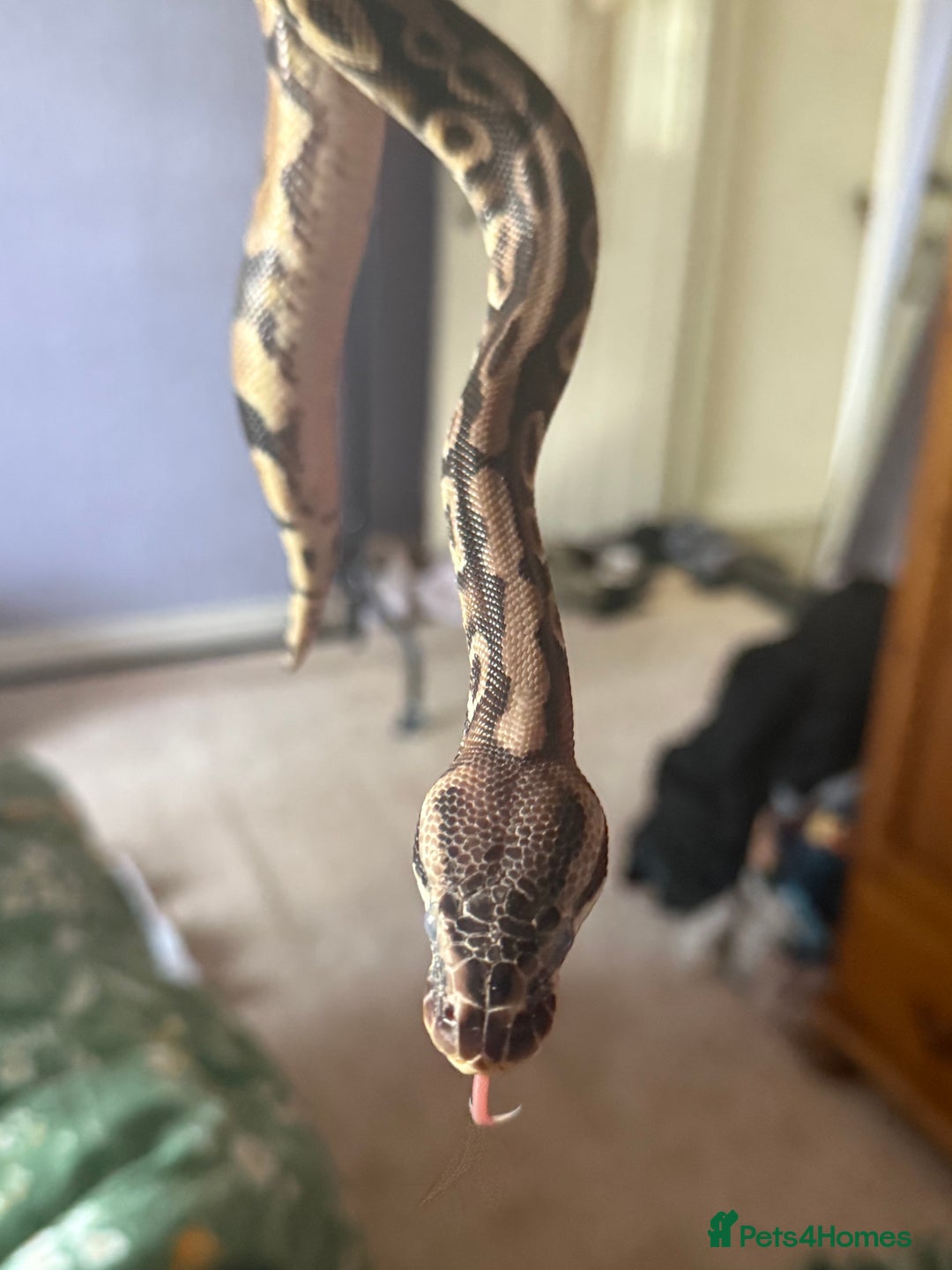 Python Snake reptiles for sale: Two Male Pythons with Full Setups Urgent Rehoming - Image 3