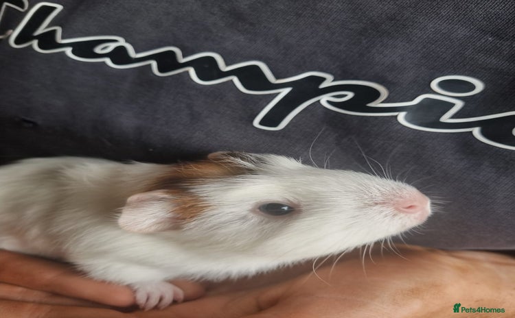 Guinea Pig rodents - Advert 2