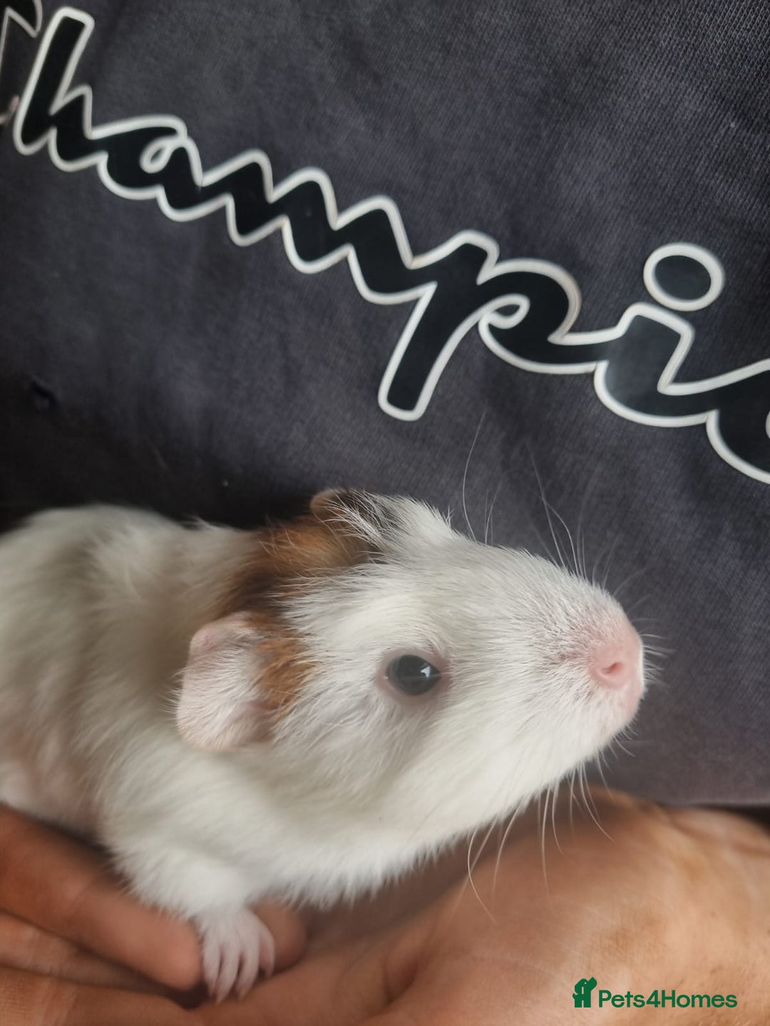 Guinea Pig rodents for sale: Female Guinea pig for sale!! - Image 1