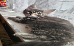 Maine Coon cats for sale: LARGE BREED Maine Coon cross  - Image 25