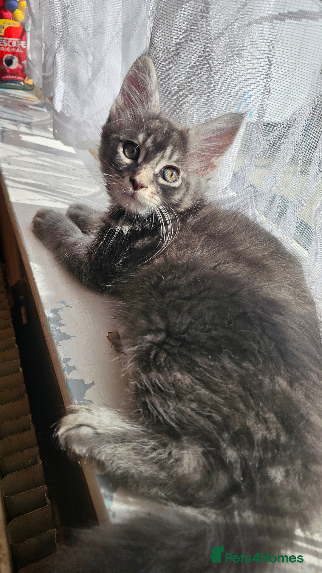 Maine Coon cats for sale: LARGE BREED Maine Coon cross  - Image 25