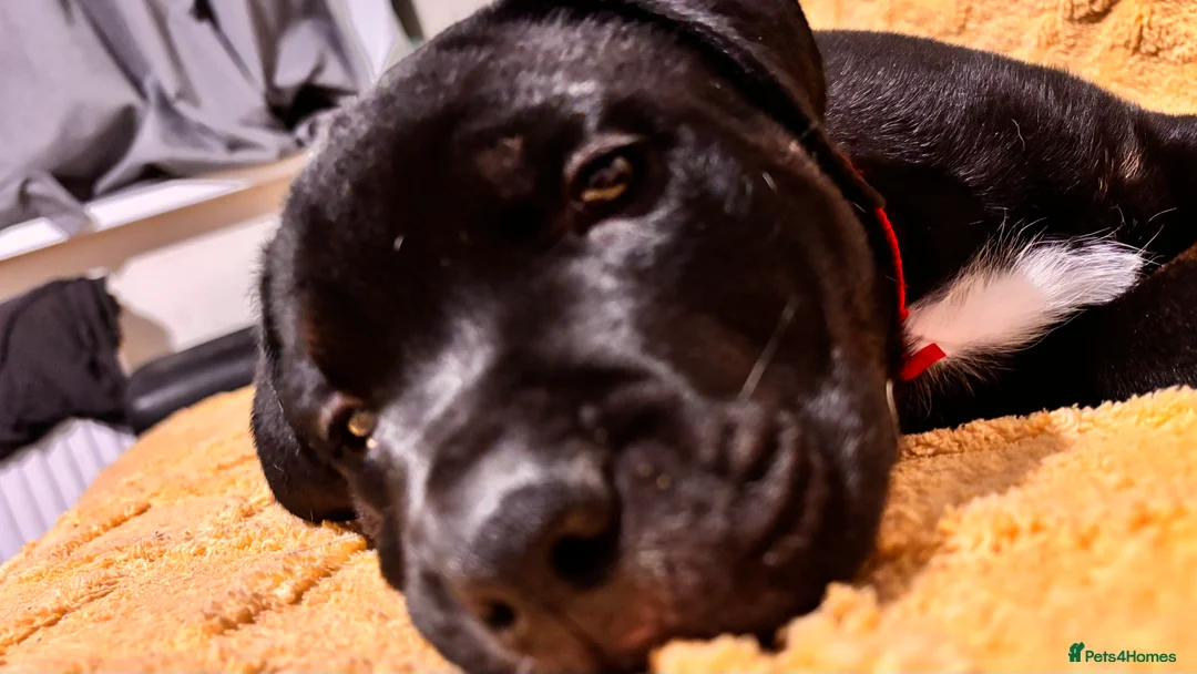 Mixed Breed dogs for sale: Rottweiler cross mixed breed - Advert 4