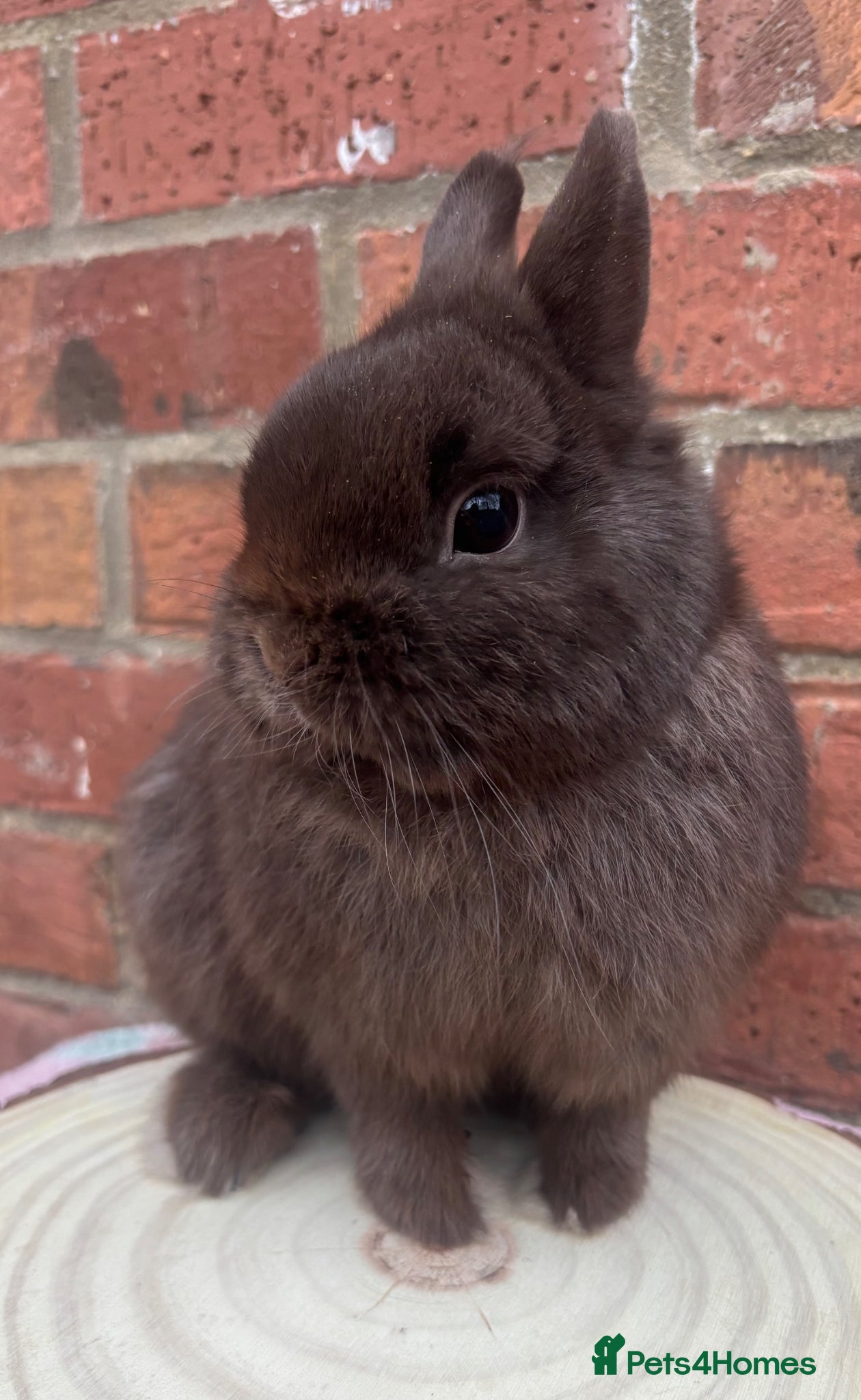 Netherland Dwarf rabbits Male and females pure bred Netherland dwarf  - Advert 3