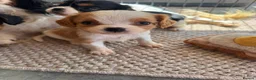 Cavalier King Charles Spaniel dogs for sale: Cavalier King Charles puppies - Advert 2