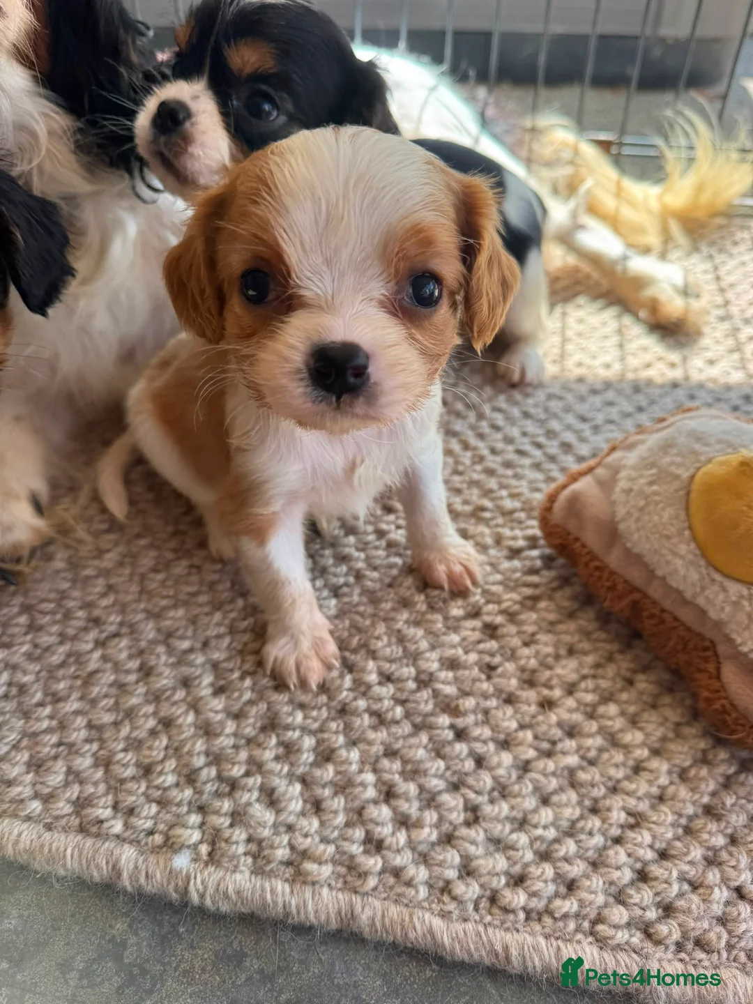 Cavalier King Charles Spaniel dogs for sale: Cavalier King Charles puppies - Advert 2