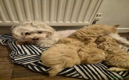 Maltipoo dogs for sale: F1 gorgeous maltipoo puppies - Image 17