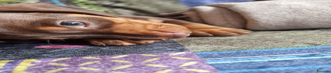 Miniature Dachshund Puppy 2