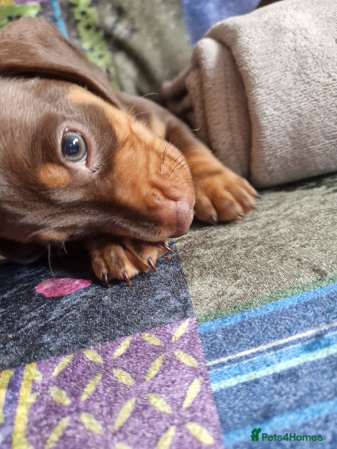 Miniature Dachshund dogs for sale: Miniature Dachshund Pups - Image 10