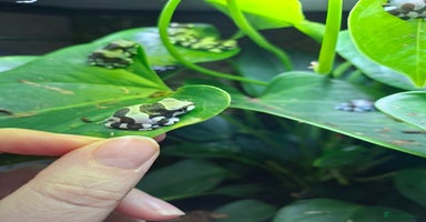 Frog reptiles - Advert 14