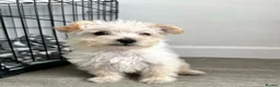 Westiepoo dogs for sale:  Gorgeous 10-Week-Old Westiepoo Boy  - Advert 13