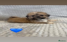 Lhasa Apso dogs for sale: Beautiful Lhasa Apso  - Image 6