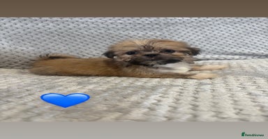 Lhasa Apso dogs - Advert 3