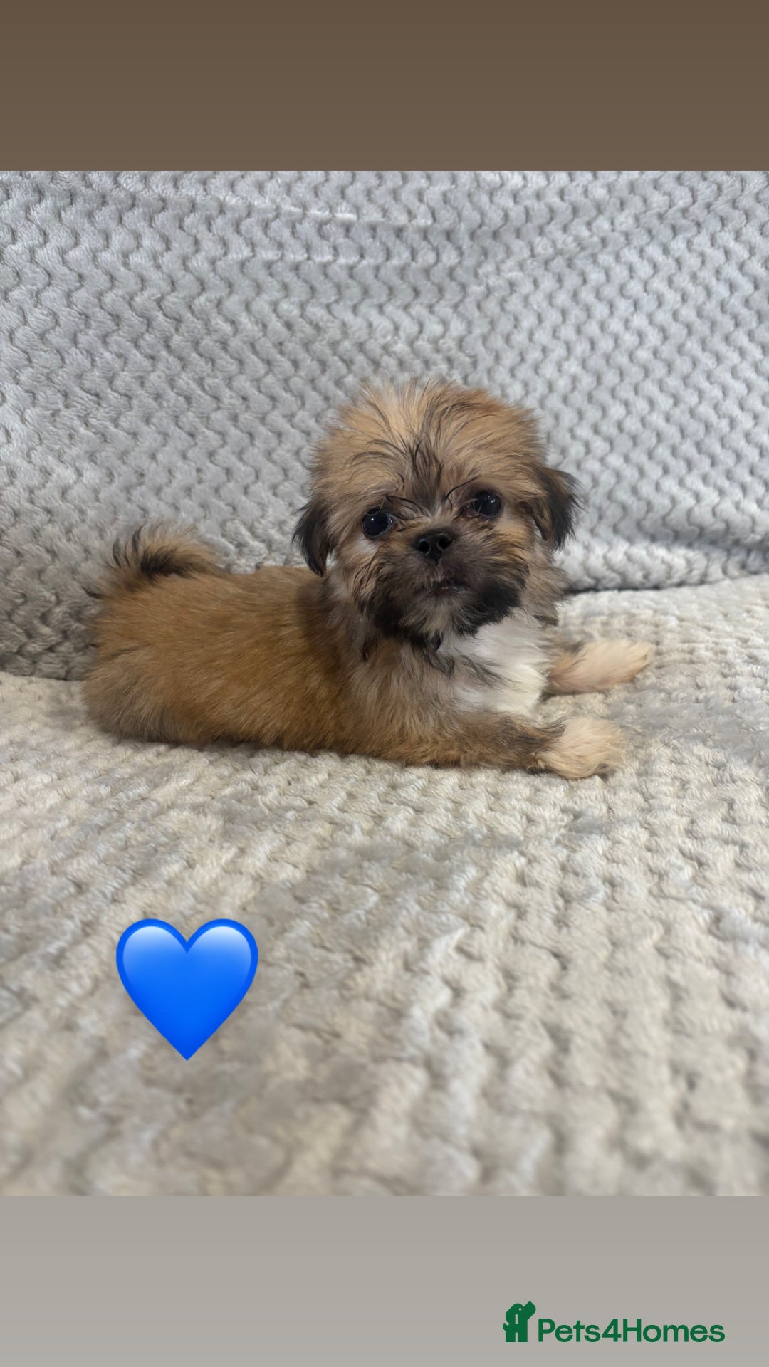 Lhasa Apso dogs for sale: Beautiful Lhasa Apso  - Image 6