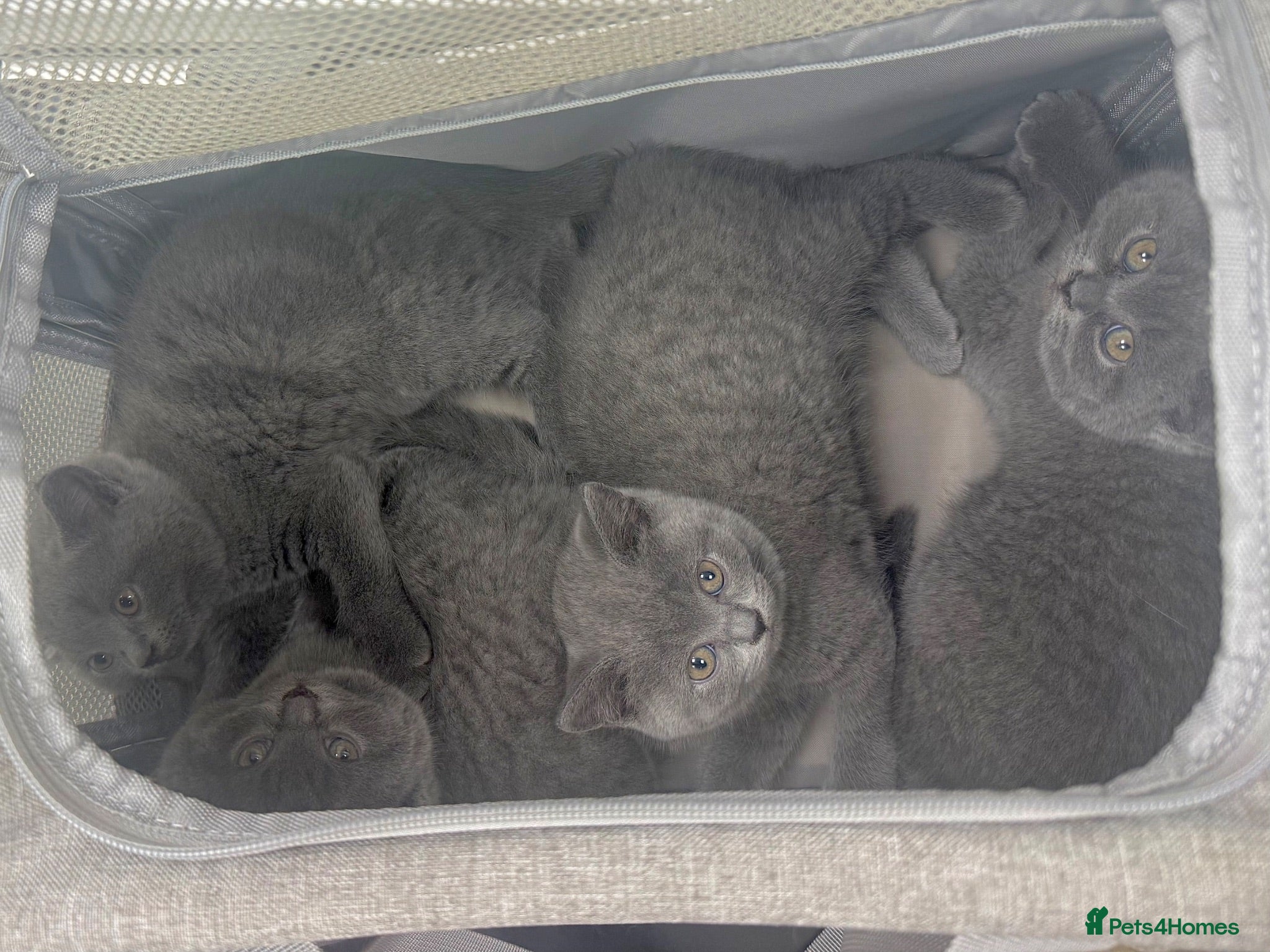 British Shorthair cats Pedigree GCCF Registered Chunky British Shorthair  - Advert 4