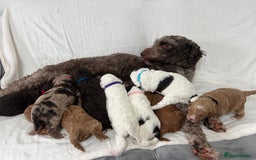 Goldendoodle dogs for sale: Beautiful litter of Goldendoodles  - Image 35