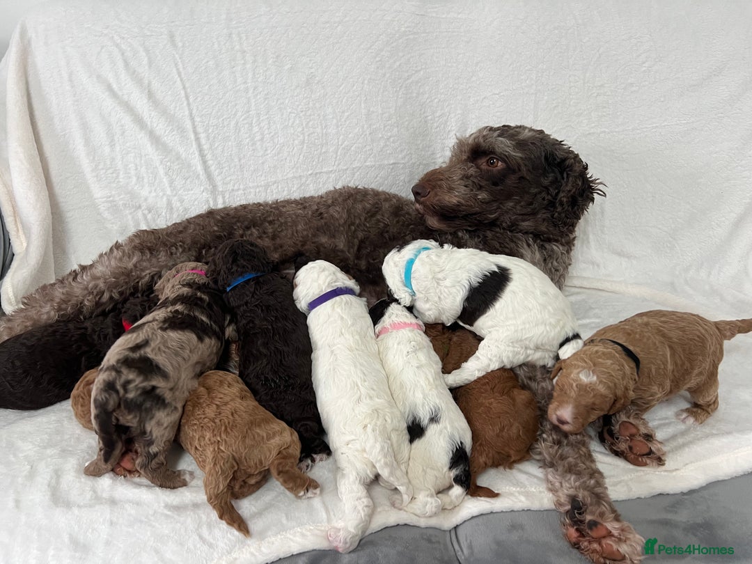 Goldendoodle dogs for sale: Beautiful litter of Goldendoodles  - Image 35