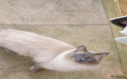 Ragdoll cats for sale: Ragdolls ready 10th January 26'💙 - Image 9