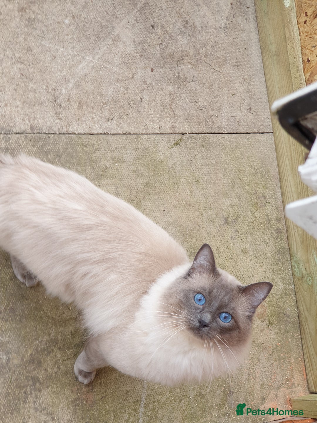 Ragdoll cats for sale: Ragdolls ready 10th January 26'💙 - Image 9