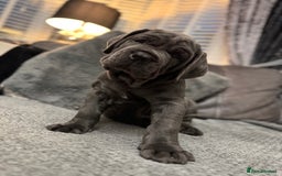 Mastiff dogs for sale: Mastiff puppies (Neapolitan) - Advert 12