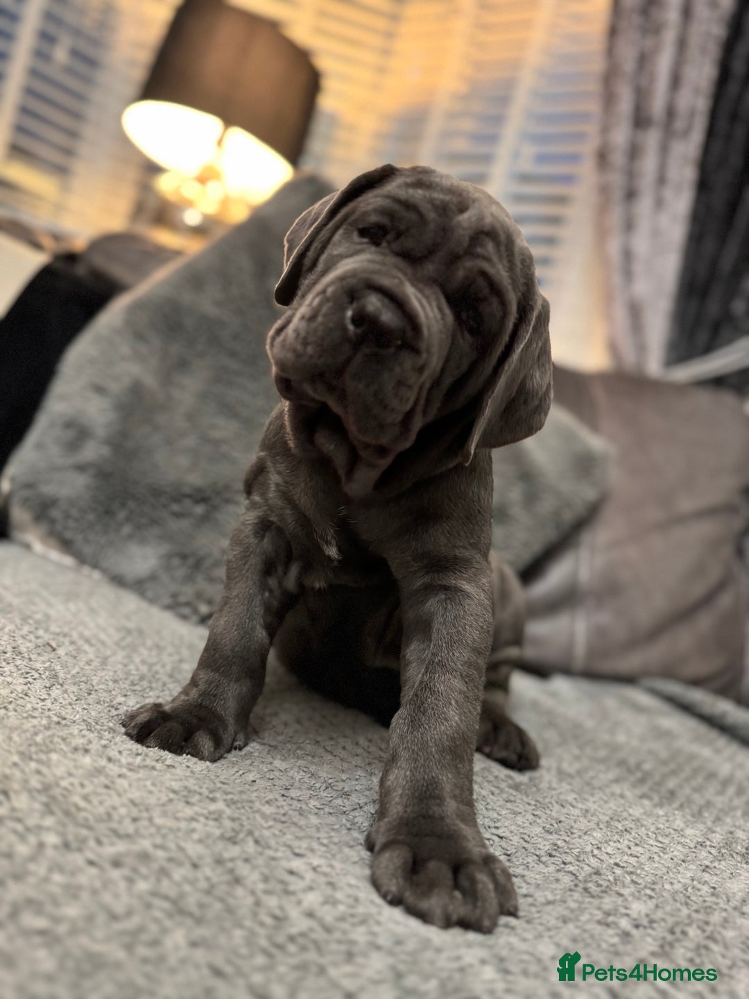 Mastiff dogs for sale: Mastiff puppies (Neapolitan) - Advert 12