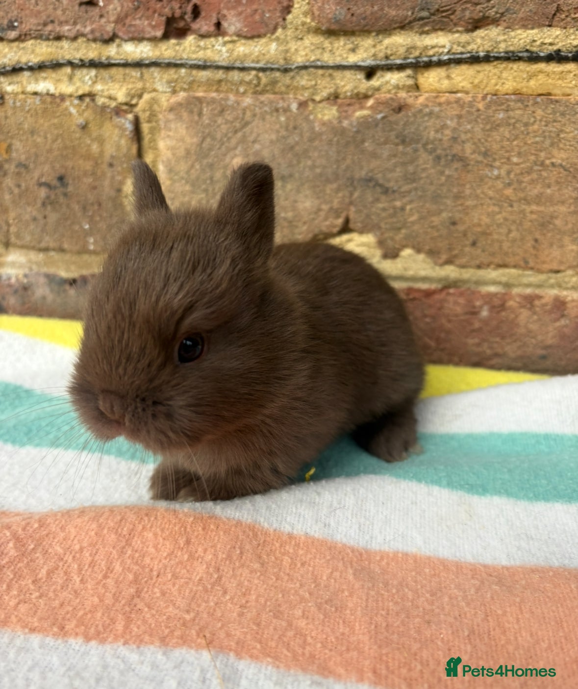 Netherland Dwarf rabbits Sweet Netherland Dwarf bunnies  - Advert 4