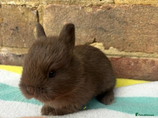 Netherland Dwarf rabbits Sweet Netherland Dwarf bunnies - Advert 4