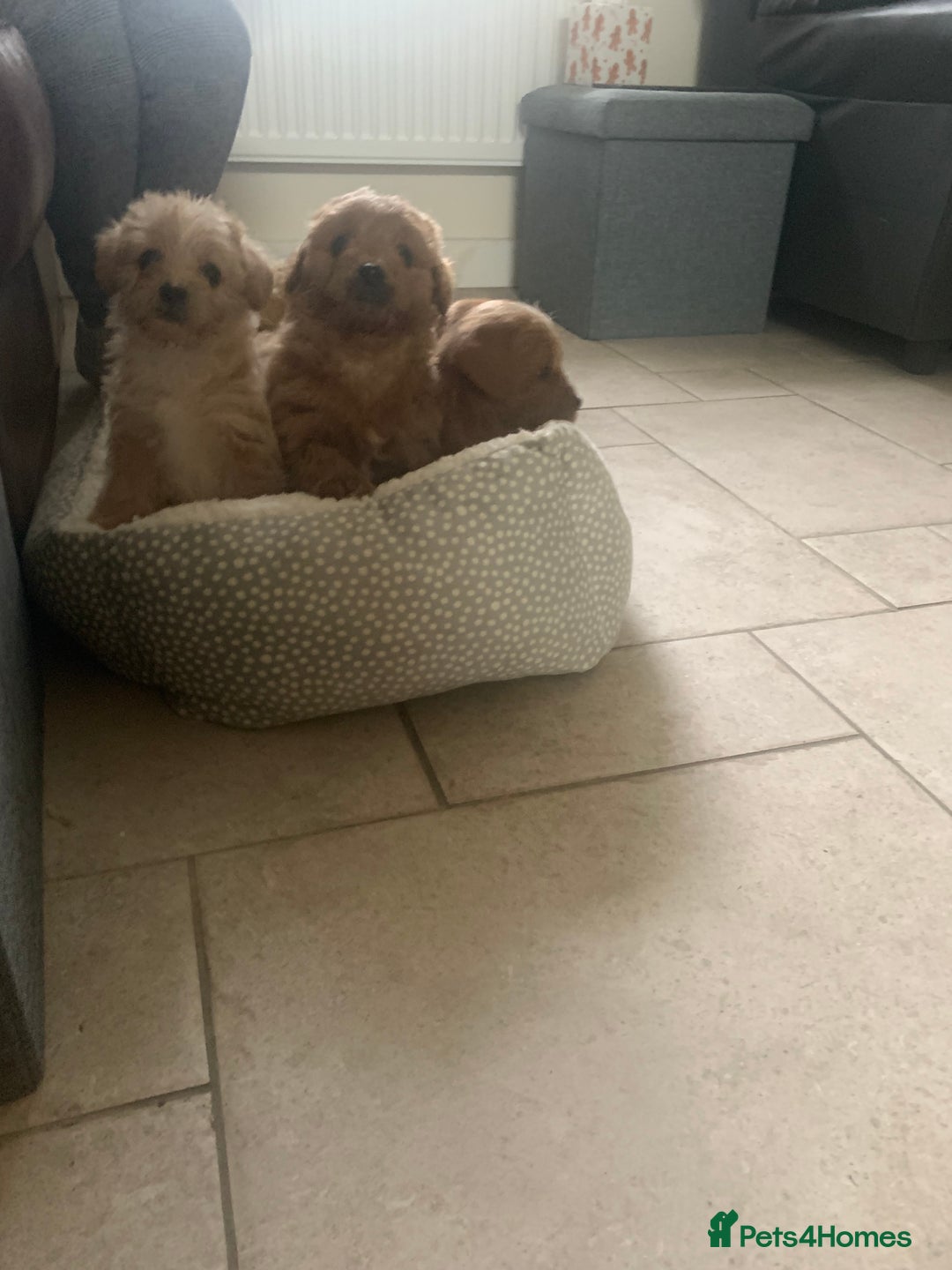 Mixed Breed dogs for sale: Cavapoo/Westiepoo - Advert 5