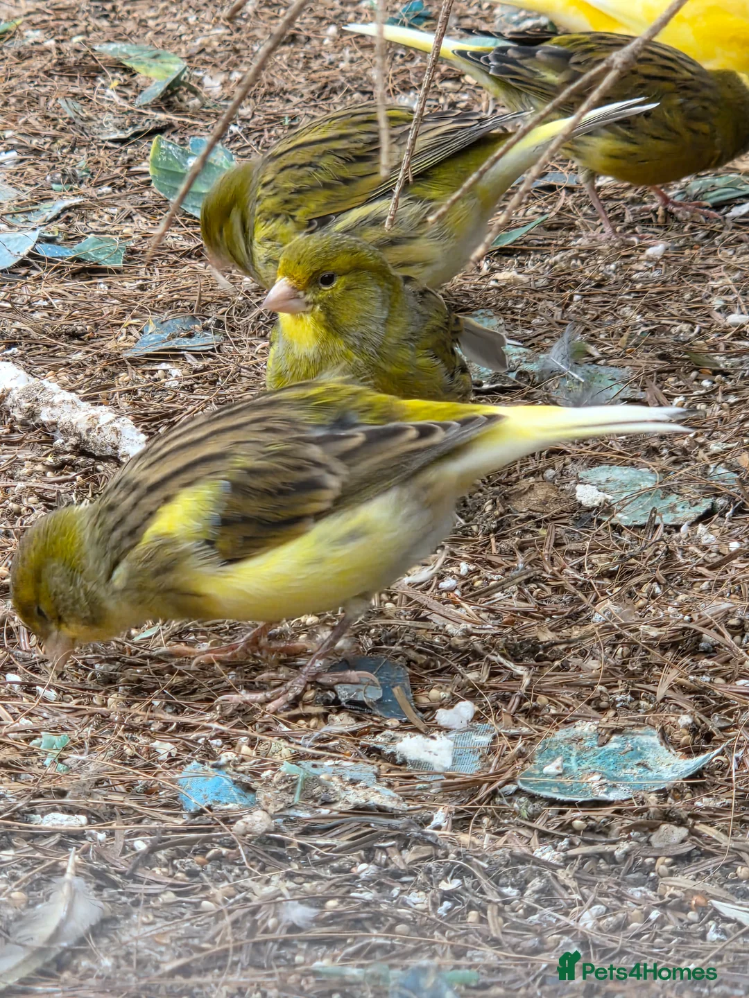 Canaries birds for sale: Stunning Canaries For Sale - Advert 2