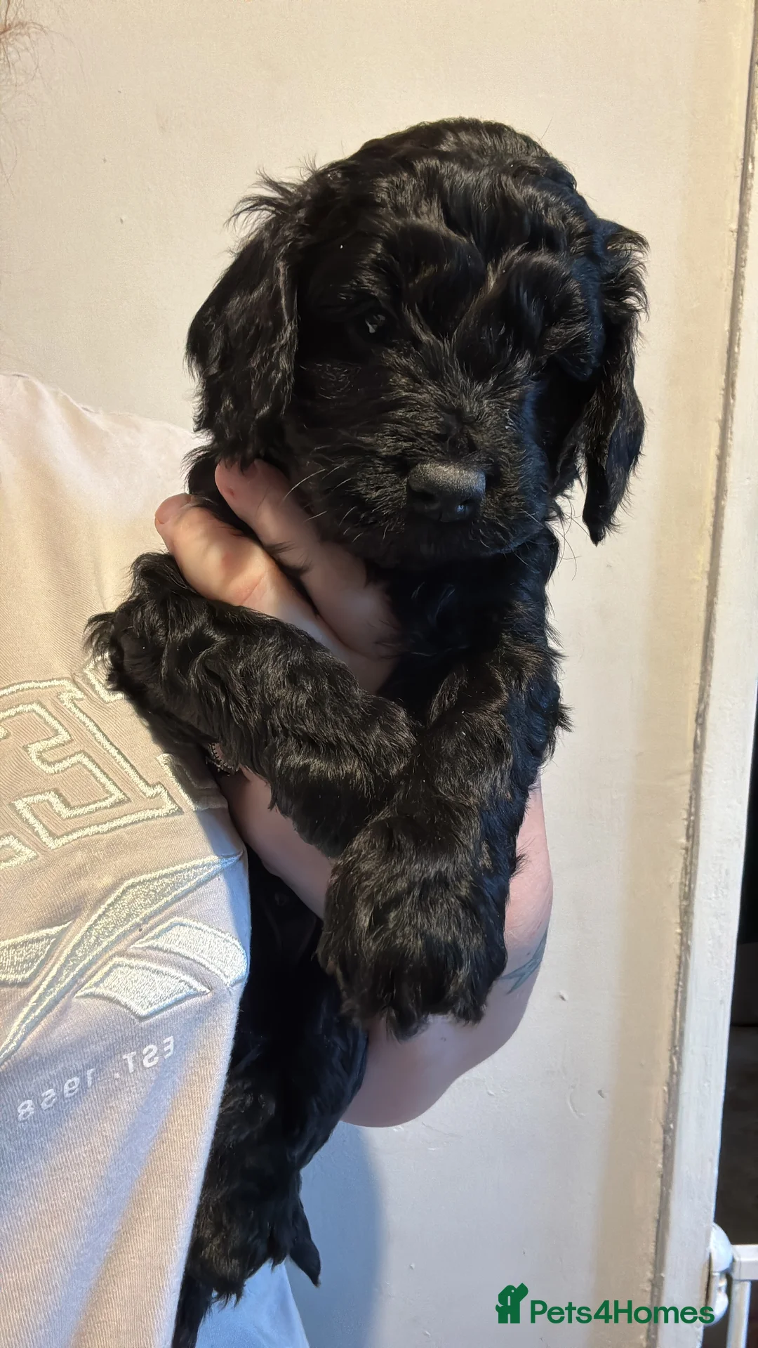 Cockapoo dogs for sale: 1 Male F1B Cockapoo looking for forever home 🐾 - Advert 7