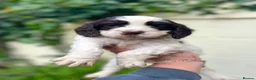 Cocker Spaniel dogs for sale: Outstanding cocker spaniel puppies - Advert 18