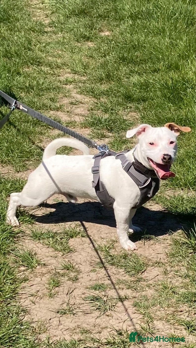 Jack Russell dogs Handsome white Jack Russell male 10 months £750 - Advert 1