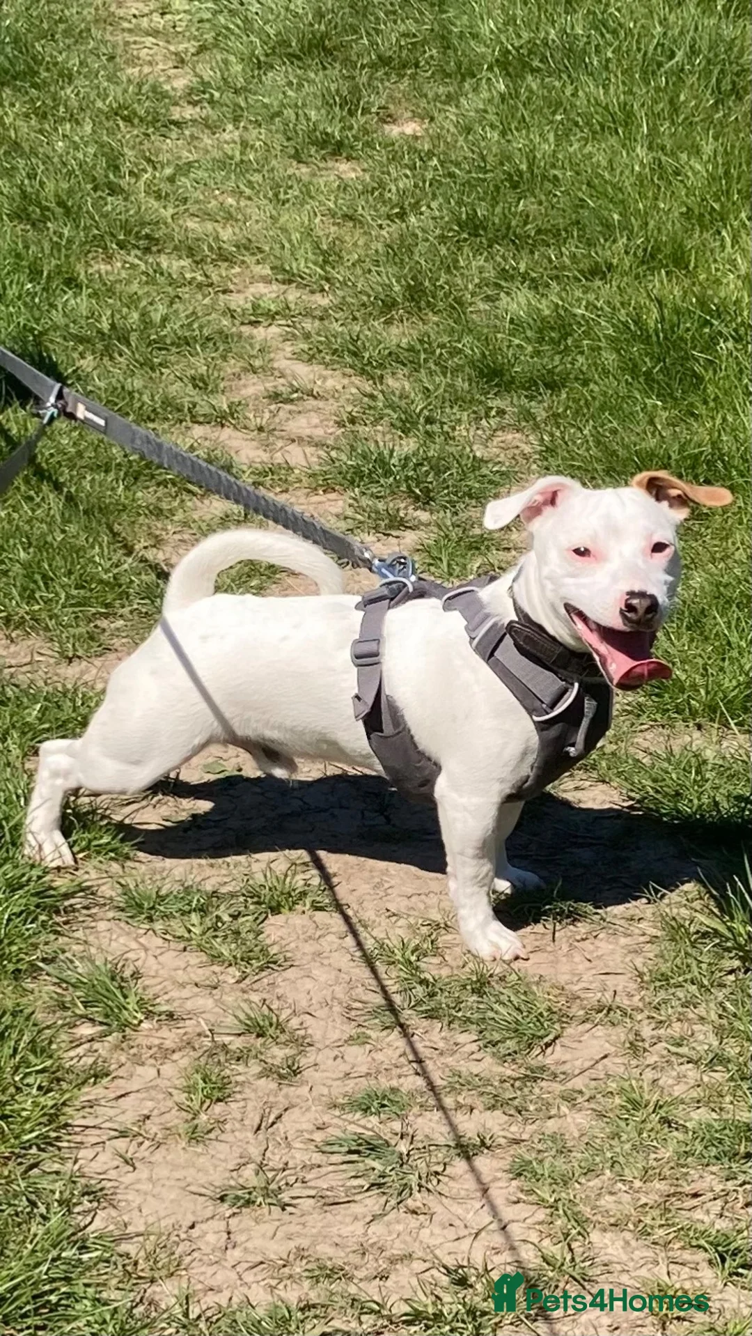 Jack Russell dogs for sale: Handsome rare white JRT male 10 months £750 - Advert 1