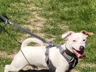Jack Russell dogs 10m old Jack Russell white 1 tan ear £700 - Advert 5